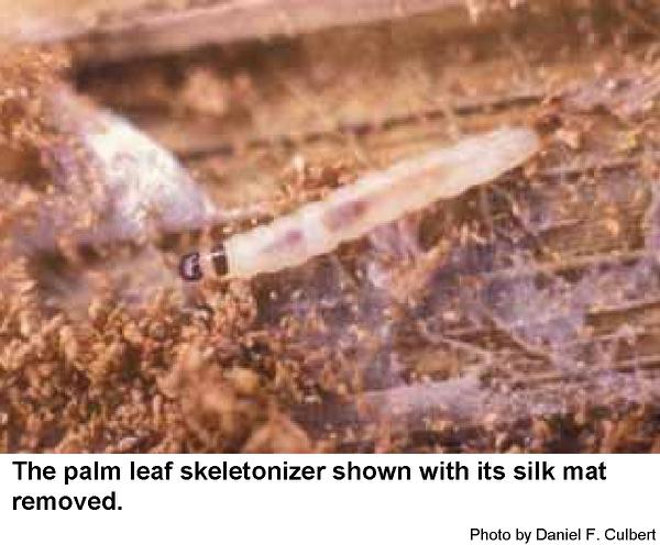 Thumbnail image for Palm Leaf Skeletonizer
